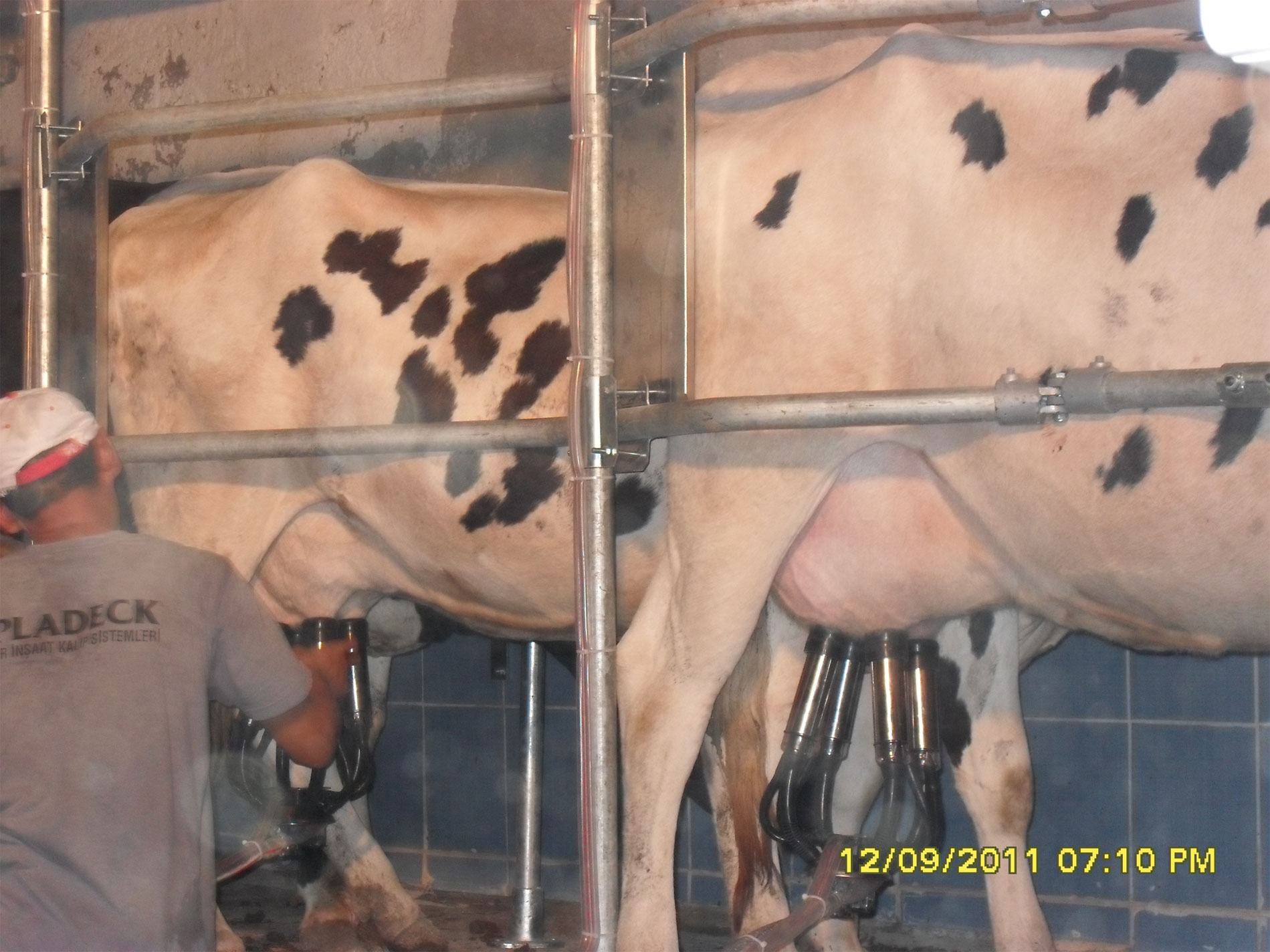 Imagen del producto: Gençtar Sistemas de ordeño · GNC-SS-006